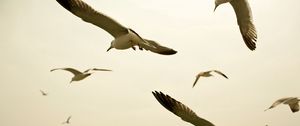 Preview wallpaper birds, seagulls, sky, swing