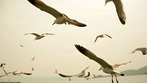 Preview wallpaper birds, seagulls, sky, swing