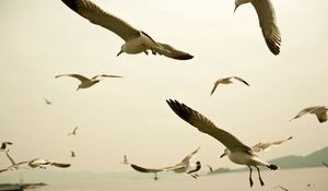 Preview wallpaper birds, seagulls, sky, swing