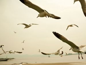 Preview wallpaper birds, seagulls, sky, swing