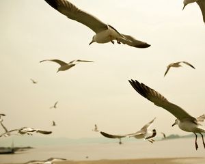 Preview wallpaper birds, seagulls, sky, swing