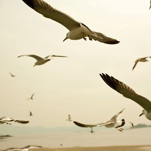 Preview wallpaper birds, seagulls, sky, swing