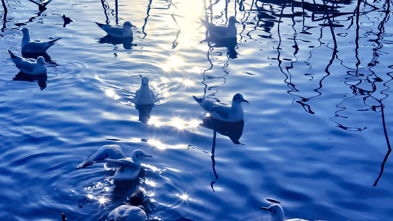 Wallpaper birds, seagulls, water, glare