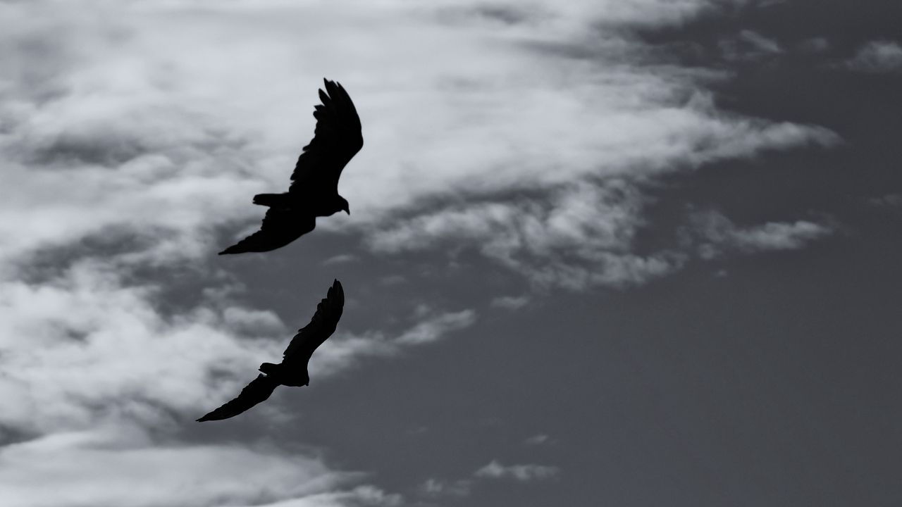 Wallpaper birds, silhouette, flight, sky, bw