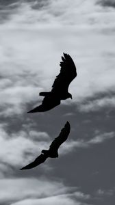 Preview wallpaper birds, silhouette, flight, sky, bw