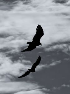 Preview wallpaper birds, silhouette, flight, sky, bw