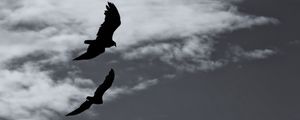 Preview wallpaper birds, silhouette, flight, sky, bw