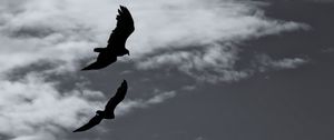 Preview wallpaper birds, silhouette, flight, sky, bw