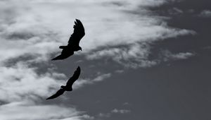 Preview wallpaper birds, silhouette, flight, sky, bw