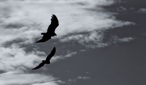 Preview wallpaper birds, silhouette, flight, sky, bw