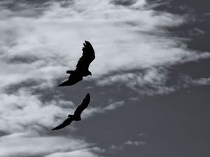 Preview wallpaper birds, silhouette, flight, sky, bw