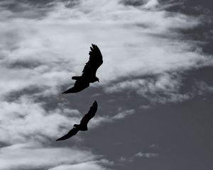 Preview wallpaper birds, silhouette, flight, sky, bw