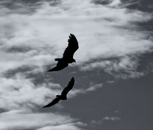 Preview wallpaper birds, silhouette, flight, sky, bw