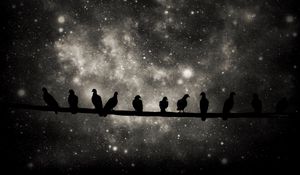 Preview wallpaper birds, silhouettes, branch, stars, dark