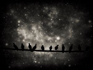 Preview wallpaper birds, silhouettes, branch, stars, dark