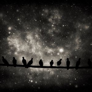 Preview wallpaper birds, silhouettes, branch, stars, dark