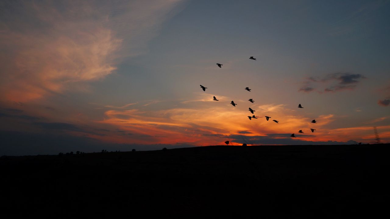 Wallpaper birds, silhouettes, dark, dusk, sunset