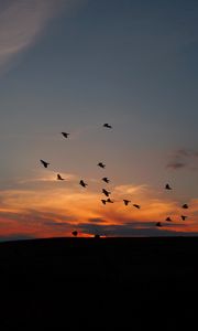 Preview wallpaper birds, silhouettes, dark, dusk, sunset