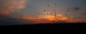 Preview wallpaper birds, silhouettes, dark, dusk, sunset