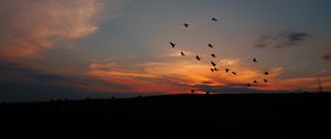 Preview wallpaper birds, silhouettes, dark, dusk, sunset