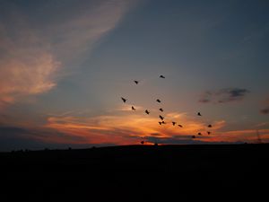 Preview wallpaper birds, silhouettes, dark, dusk, sunset