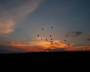 Preview wallpaper birds, silhouettes, dark, dusk, sunset