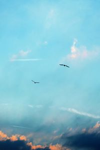 Preview wallpaper birds, silhouettes, flight, sky, clouds