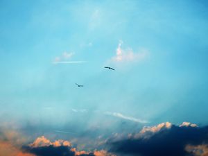 Preview wallpaper birds, silhouettes, flight, sky, clouds