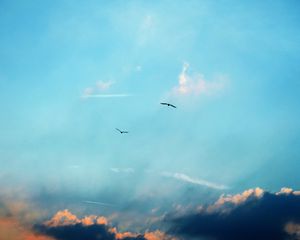 Preview wallpaper birds, silhouettes, flight, sky, clouds