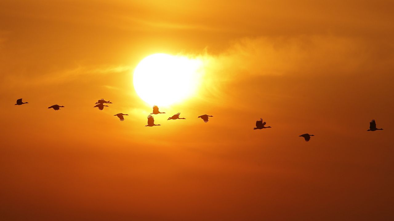 Wallpaper birds, silhouettes, flight, sun