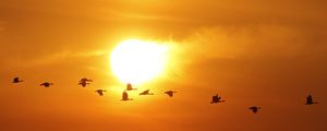 Preview wallpaper birds, silhouettes, flight, sun