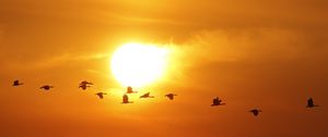 Preview wallpaper birds, silhouettes, flight, sun