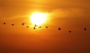 Preview wallpaper birds, silhouettes, flight, sun