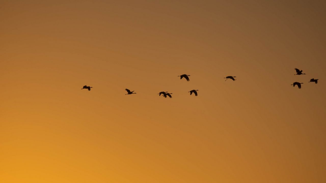 Wallpaper birds, silhouettes, flock, flight, sky, sunset