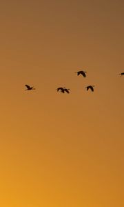 Preview wallpaper birds, silhouettes, flock, flight, sky, sunset