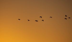 Preview wallpaper birds, silhouettes, flock, flight, sky, sunset