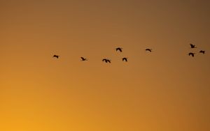 Preview wallpaper birds, silhouettes, flock, flight, sky, sunset