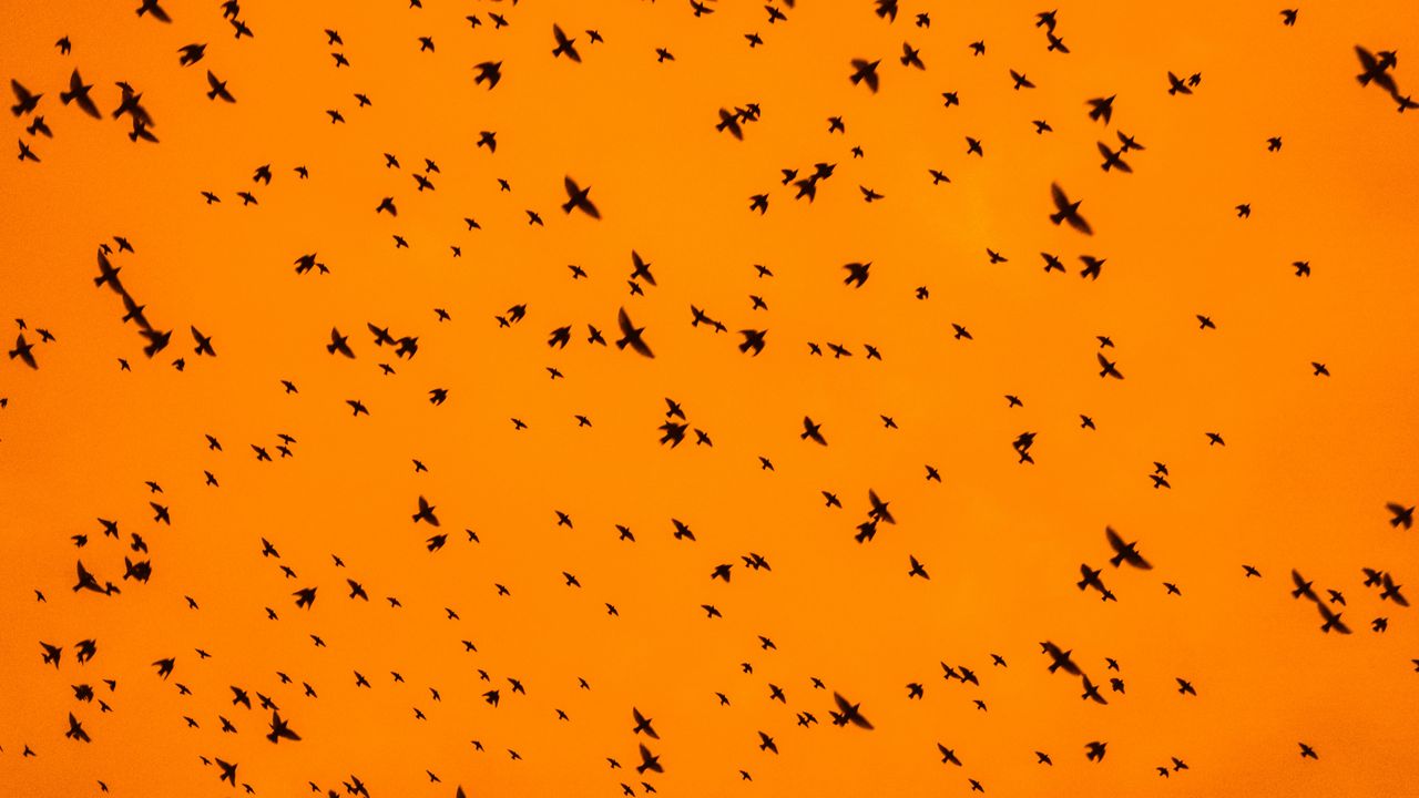 Wallpaper birds, silhouettes, flock, sky, orange