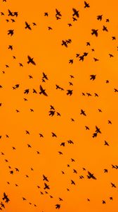 Preview wallpaper birds, silhouettes, flock, sky, orange