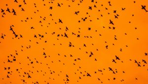 Preview wallpaper birds, silhouettes, flock, sky, orange
