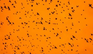 Preview wallpaper birds, silhouettes, flock, sky, orange