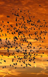 Preview wallpaper birds, silhouettes, sky, flight, sunset, clouds