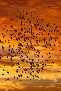 Preview wallpaper birds, silhouettes, sky, flight, sunset, clouds