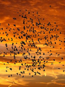 Preview wallpaper birds, silhouettes, sky, flight, sunset, clouds