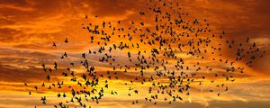 Preview wallpaper birds, silhouettes, sky, flight, sunset, clouds