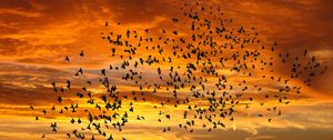 Preview wallpaper birds, silhouettes, sky, flight, sunset, clouds