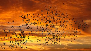 Preview wallpaper birds, silhouettes, sky, flight, sunset, clouds