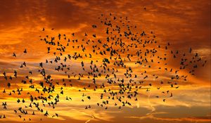 Preview wallpaper birds, silhouettes, sky, flight, sunset, clouds