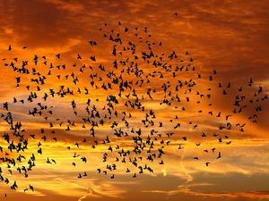 Preview wallpaper birds, silhouettes, sky, flight, sunset, clouds