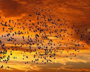 Preview wallpaper birds, silhouettes, sky, flight, sunset, clouds